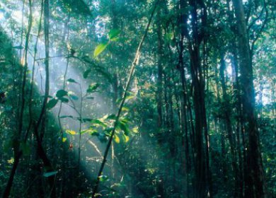 Sinharaja Rain Forest